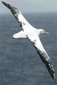 Albatros hurleur, Diomedea exulans
